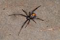Latrodectus_hasselti_D3577_Z_90_Nyang Station_Australie